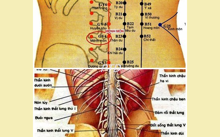 Mệnh môn huyệt