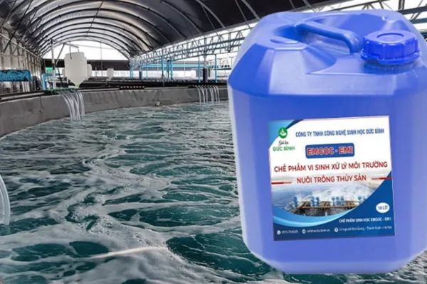 Chế phẩm vi xử xử lý nước thải trong môi trường thủy sản