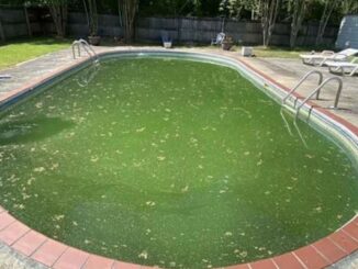 Tìm hiểu nguyên nhân và cách làm sạch bể bơi khi bị mốc