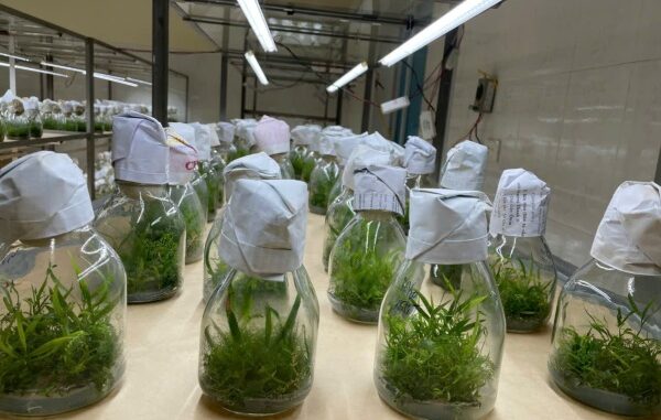 Phân loại Bioreactor theo cấu trúc lưu thông dòng