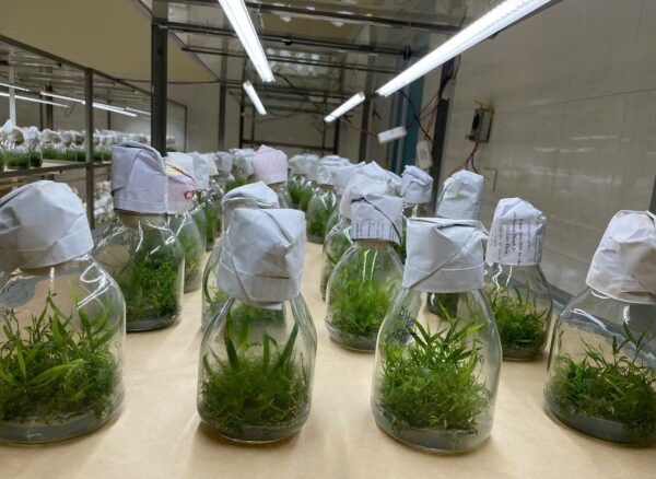 Phân loại Bioreactor theo cấu trúc lưu thông dòng