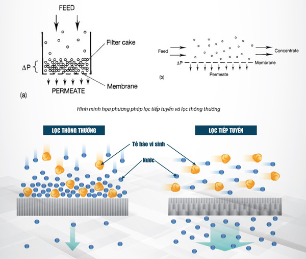 Ứng dụng của lọc tiếp tuyến vi lọc MF